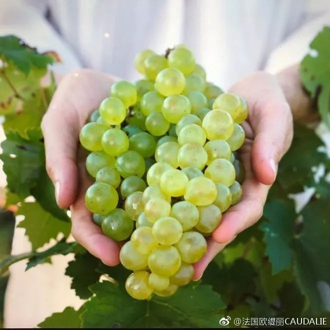 法国雅漾属于几线品牌,雅漾和理肤泉水乳哪个好