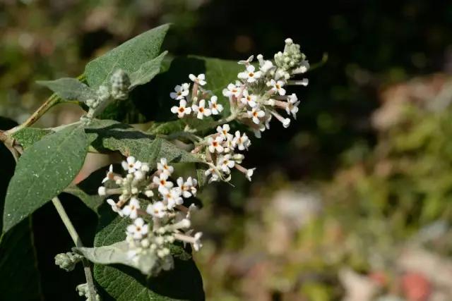 冬天常见中药植物图片及功效,花期长的草本植物图片