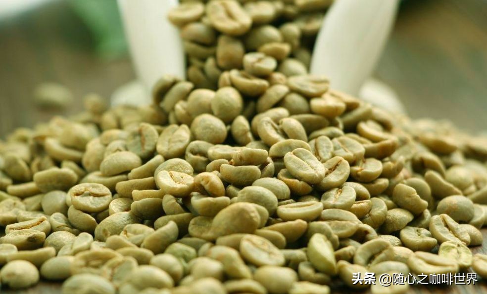 咖啡从采摘到制作过程视频,咖啡采摘加工过程