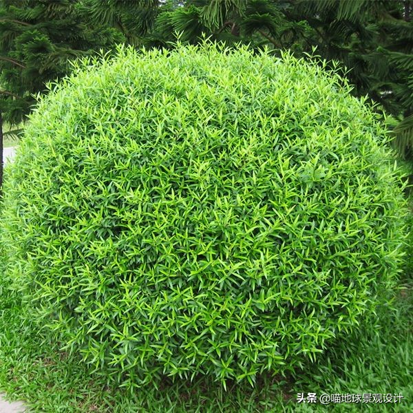 灌木球类植物,灌木植物种类及图片