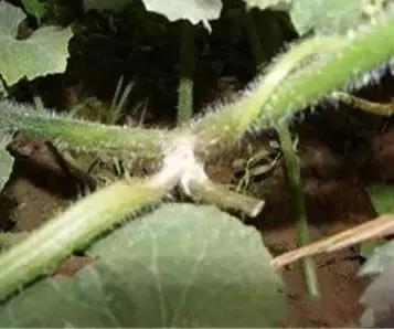 瓜类病害治疗药,瓜类主要病害有哪五条