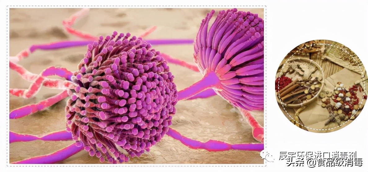 中药黄曲霉素超标为什么,中药材如何去除黄曲霉