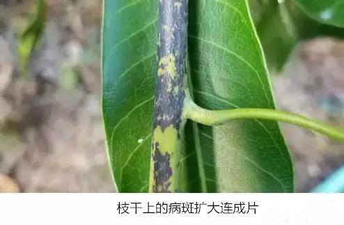 芒果炭疽病角斑病用什么药,哪些药剂可以预防芒果角斑病