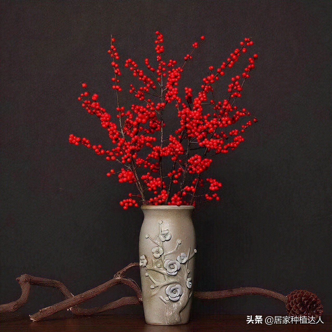 北美冬青开花图片,北美冬青的叶子