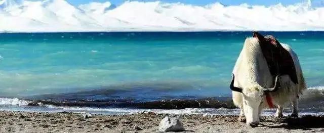 食用碱能常吃吗,不可或缺食用碱