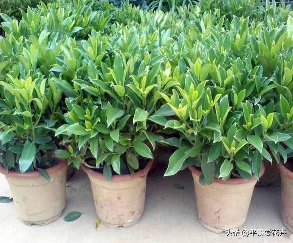 装修房子有气味种什么植物好,新屋去甲醛种什么植物最好