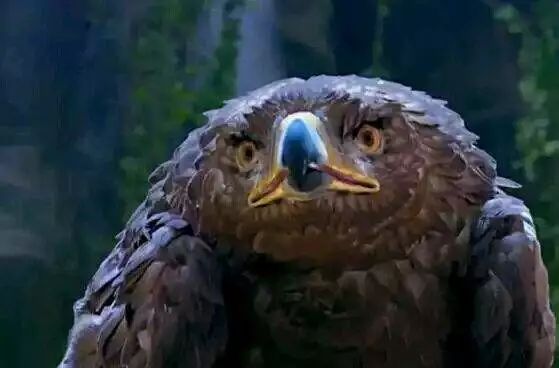 新版《神雕侠侣》小龙女海报曝光，网友：为什么不是贾玲演？