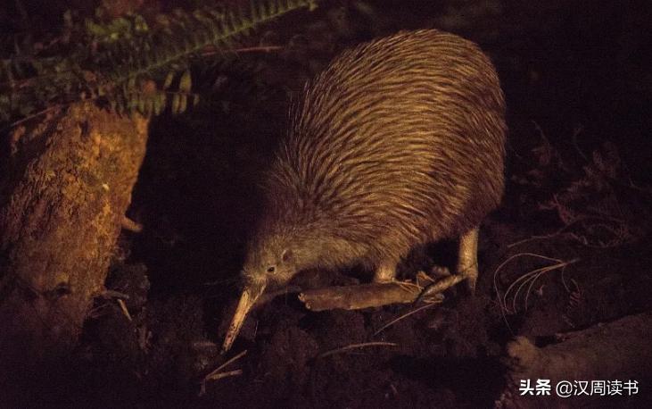 新西兰冷知识分享,新西兰冷知识500条