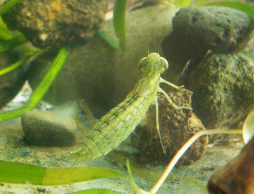 蜻蜓是捕猎成功率最高的猎手,捕捉猎物成功率最高的猫