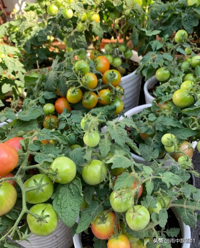 家庭小番茄的种植养护,夏季小番茄种植方法全过程