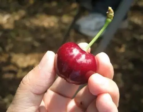 西安樱桃采摘最佳时间,西安樱桃哪里可以摘