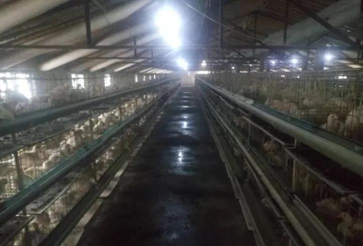 笼养肉鸡夏季管理,笼养肉鸡的管理