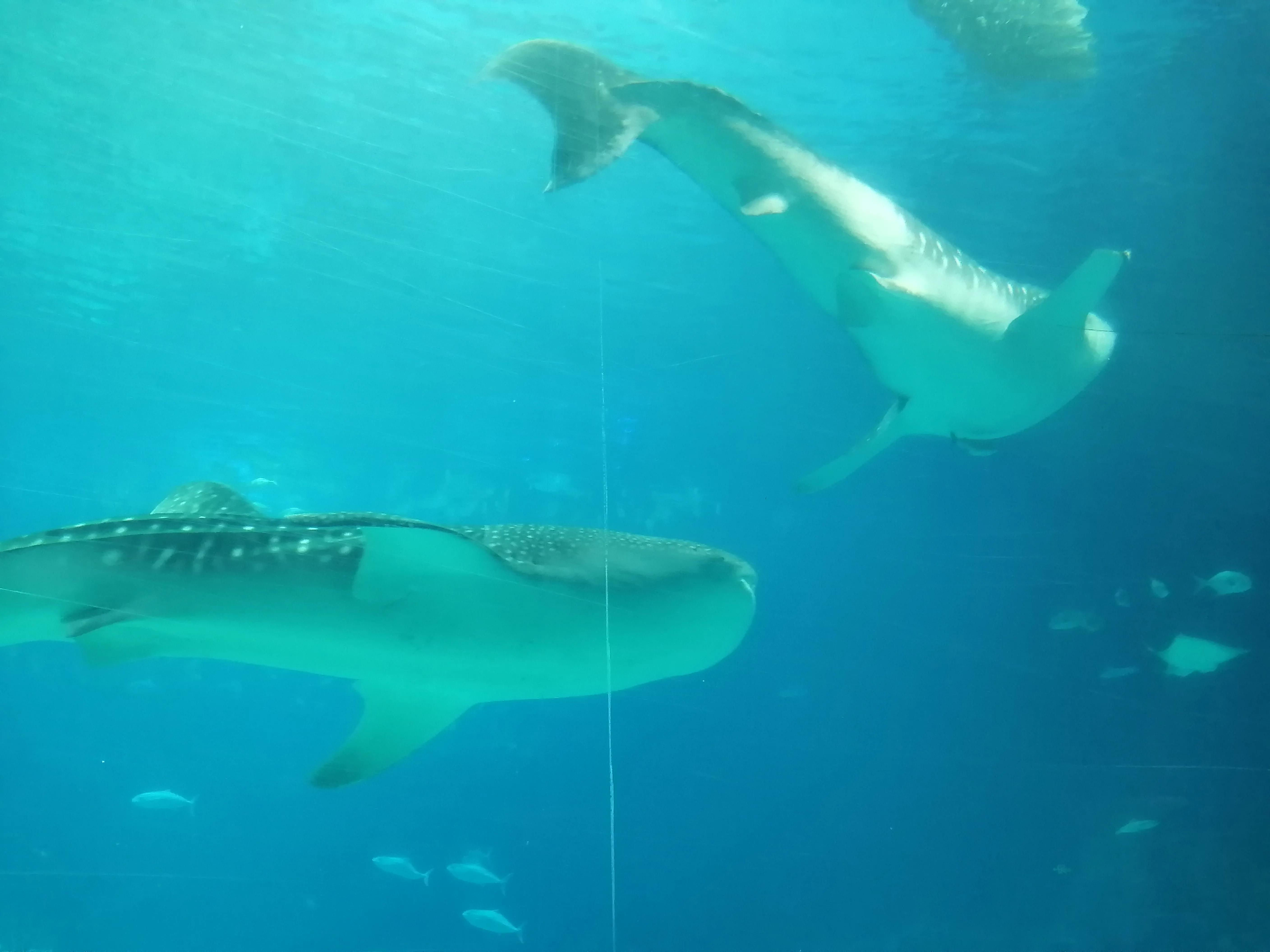 珠海长隆海洋王国夜宿鲸鲨馆,广州珠海长隆海洋王国鲸鲨馆
