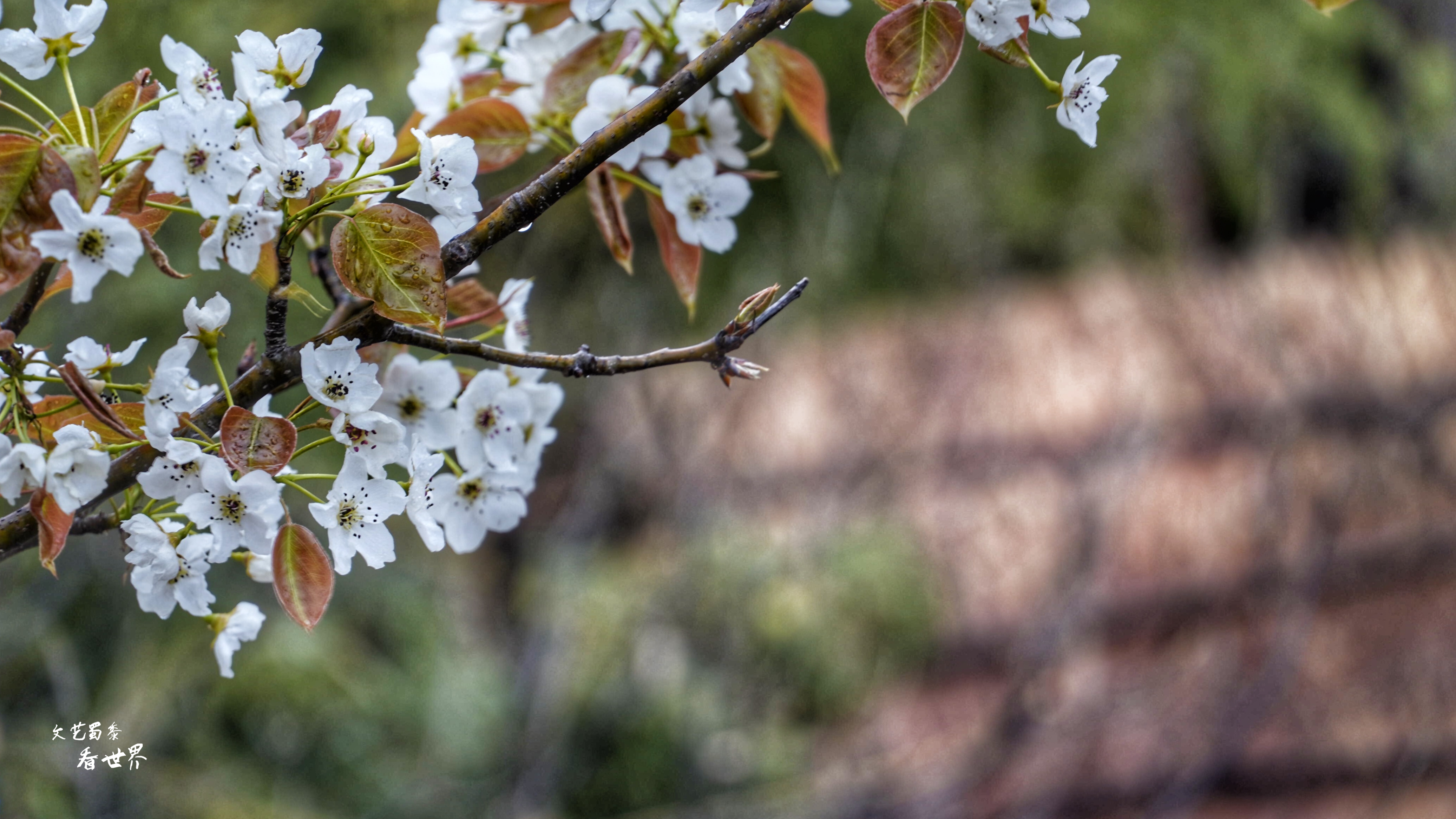 因《舌尖上的中国》而为人所知，刚刚的四月飞雪又让它美成了仙境