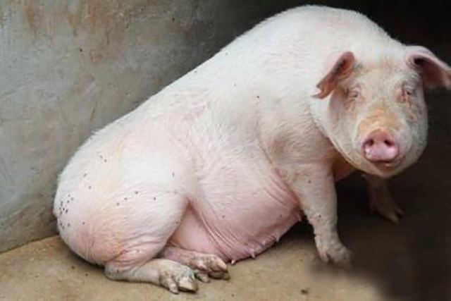 母猪的产后护理是真的吗,母猪的产后处理是护理专业吗