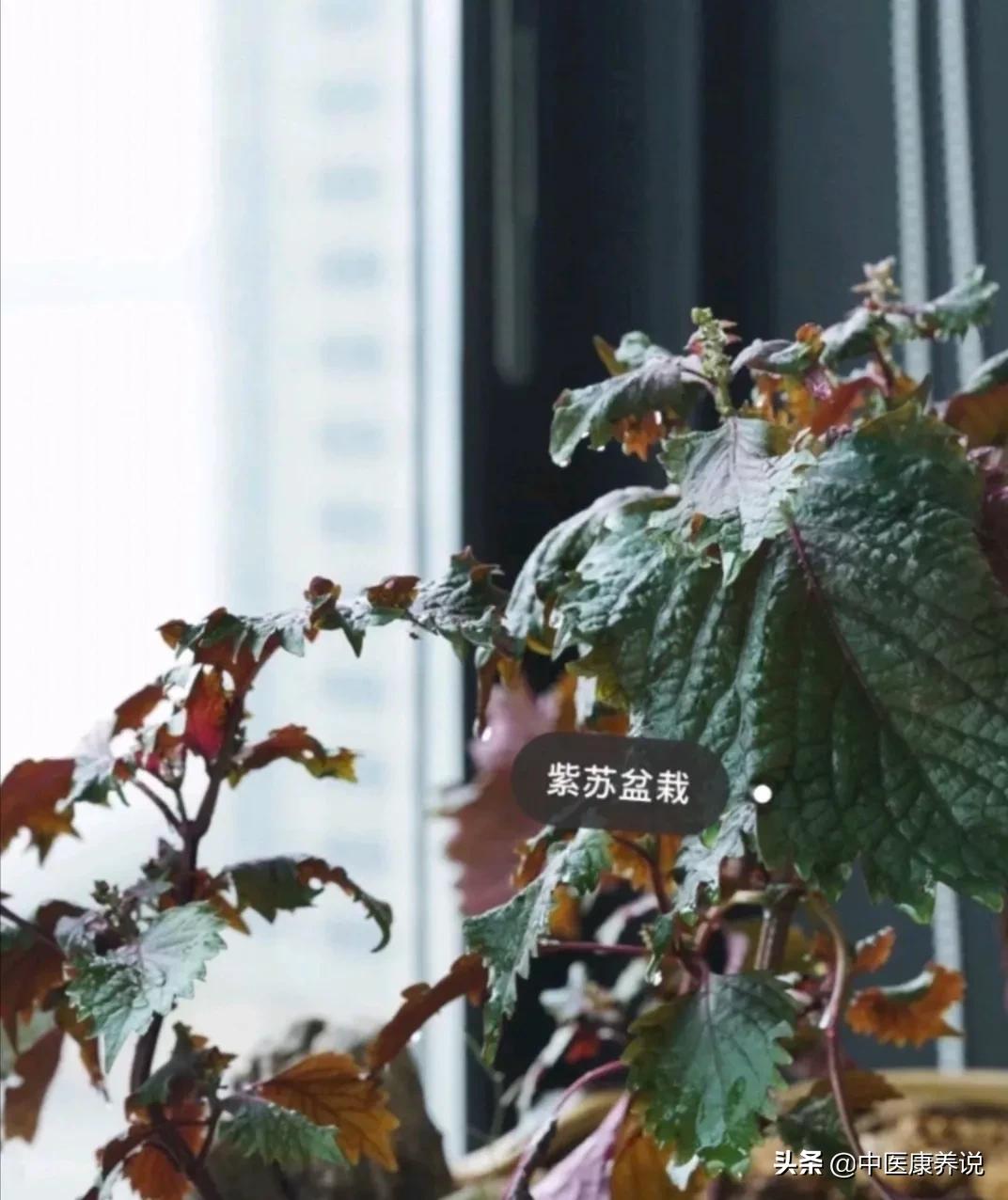 紫苏叶药食同源,药食同源紫苏叶