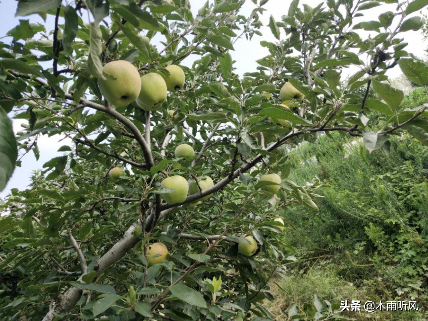 苹果树叶子萎蔫发黄是什么病,苹果树叶发黄用什么补救方法