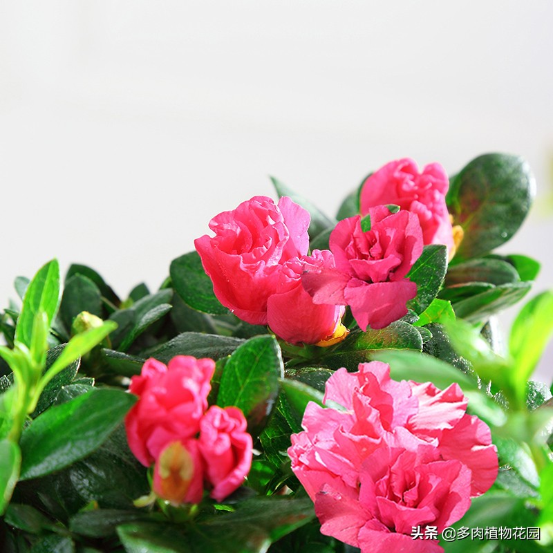 杜鹃花有花苞不开花是怎么回事,杜鹃花有花苞不开花怎么办