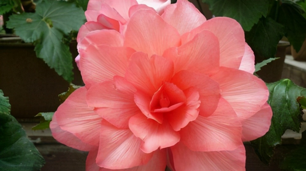 男人越喜欢你越不跟你说话为什么,男人越喜欢你越不和你说话