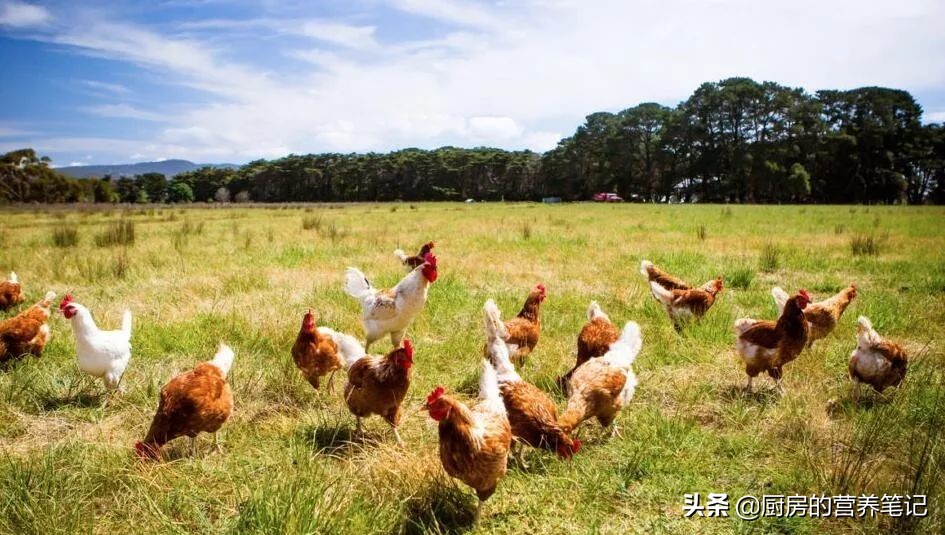 哪个省最爱吃鸡,广东被称为最会吃鸡的地方