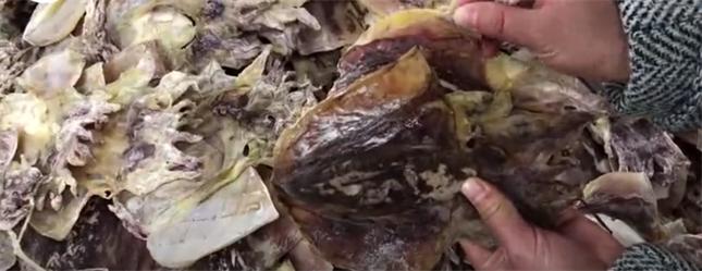 墨鱼干怎么挑选是新鲜的,墨鱼干最好吃的是哪种