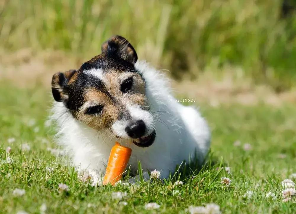 狗狗吃香蕉有什么好处,一个多月的狗狗可以吃香蕉吗