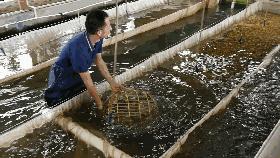 科普鱼类的知识,不同的鱼类生长过程