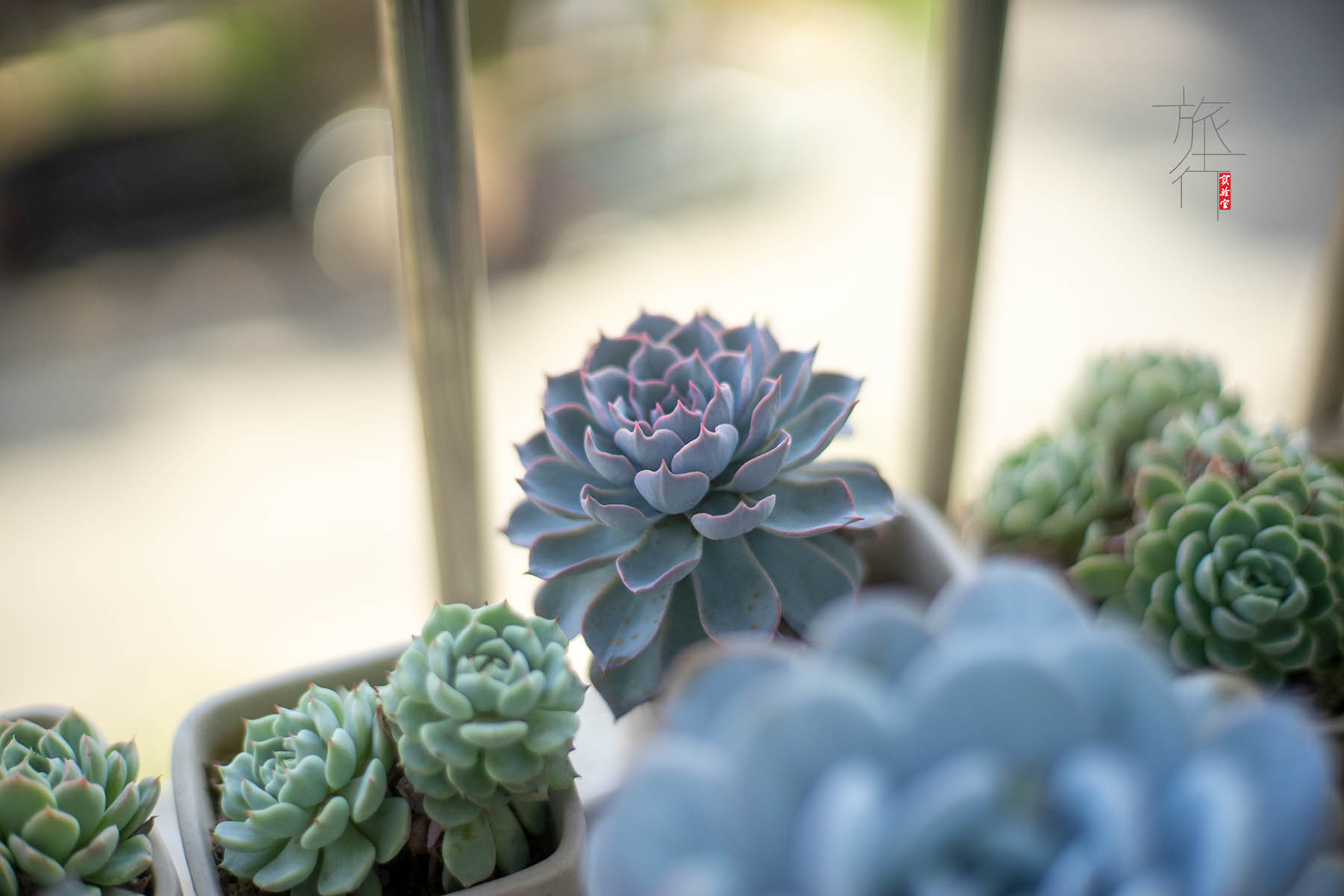 浣宠兘琛ㄥご,浣宠兘r50闀滃ご