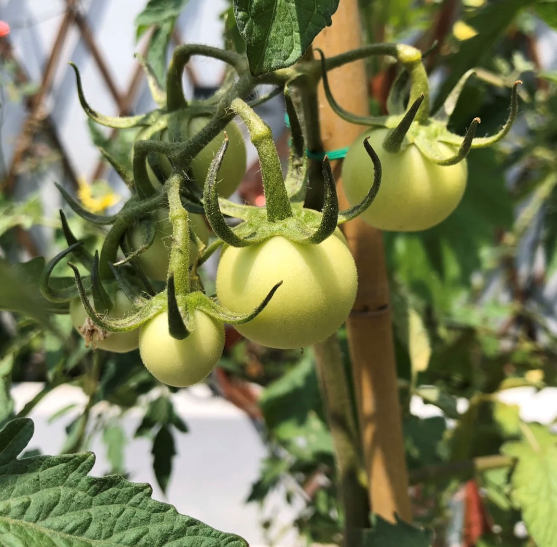 疫情下的住宅思考,疫情下高层住宅思考