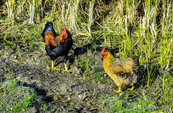 肉鸡的发育特点你知道吗？