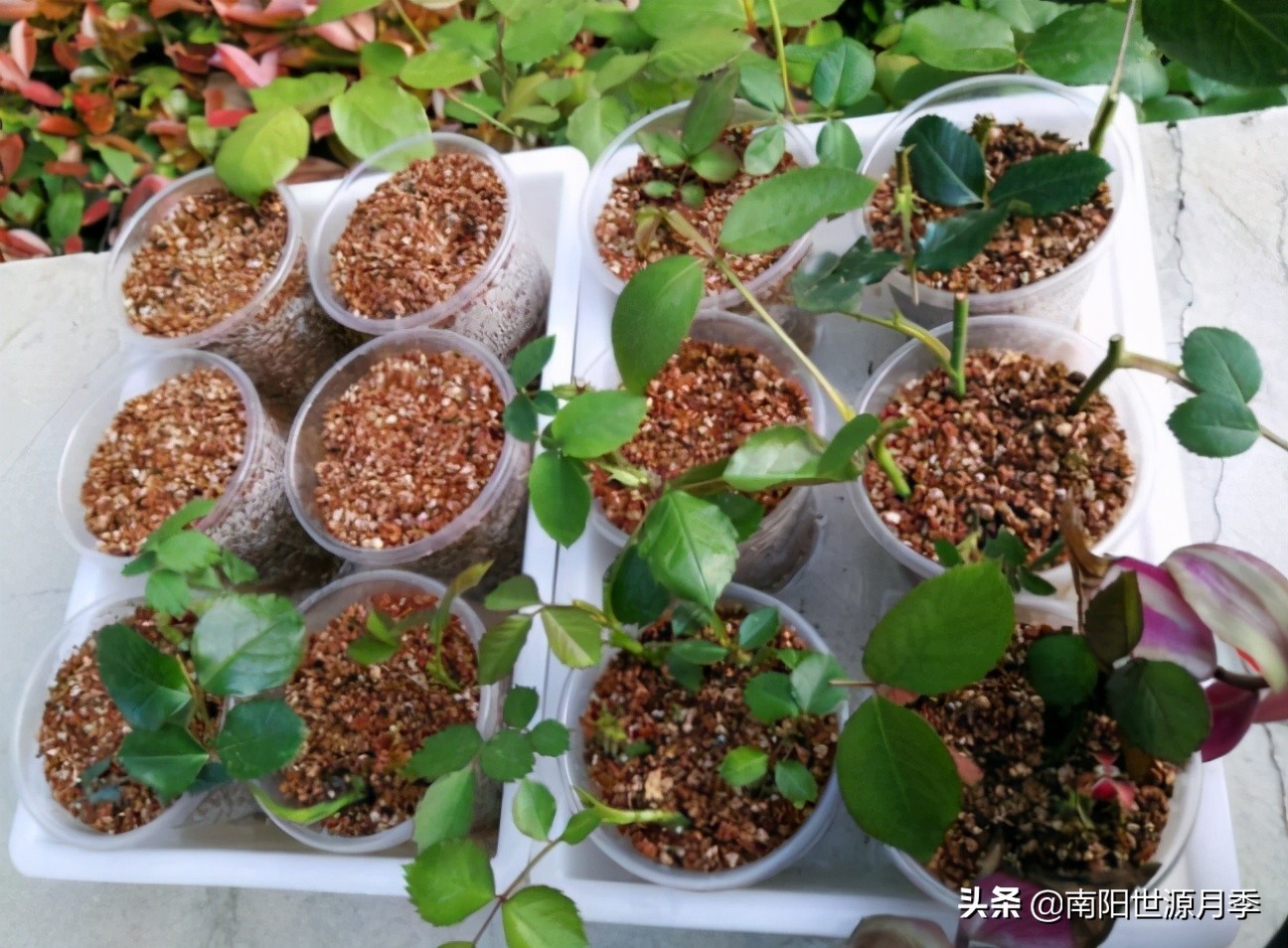 撞墙2.0扦插法能淋雨吗,撞墙2.0扦插法怎么定植