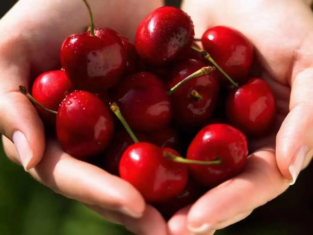 樱桃熟了春天的气息,樱桃熟了踏青采摘乐享乡村游