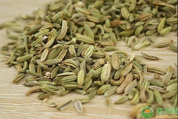 茴香今日的价值多少钱,2023年茴香多少钱一公斤