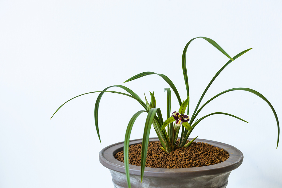 兰花老芦头处理的整套方法，处理得当老头发新苗！