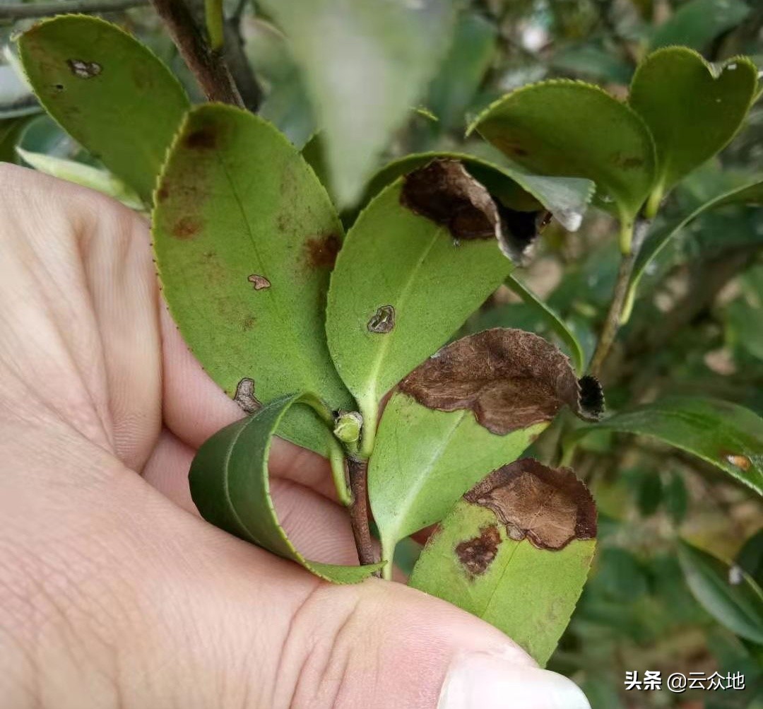 油茶炭疽防治时间,油茶炭疽病属于真菌还是细菌