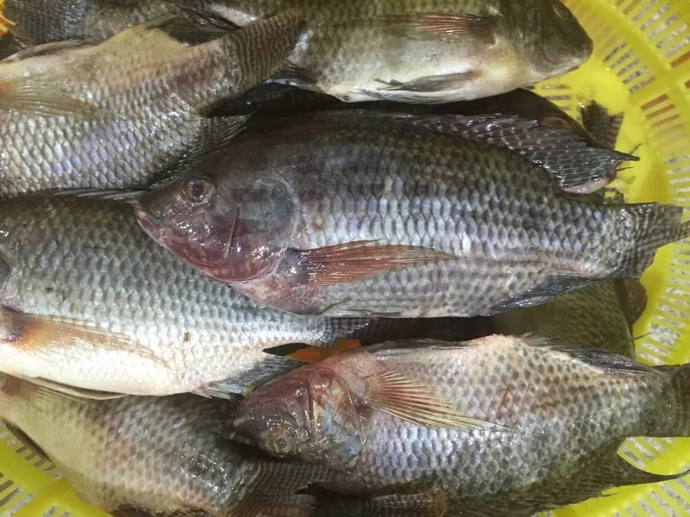 “非洲鲫鱼”入侵中国，4个月就能繁殖，长江已经“失守”？