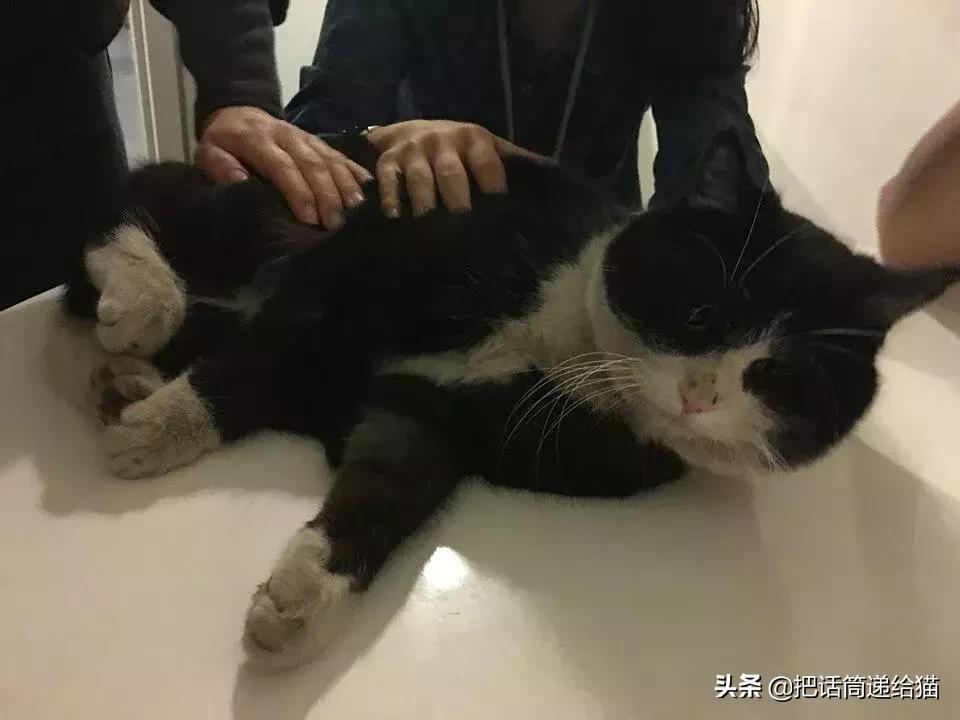猫故事集,猫故事完整版