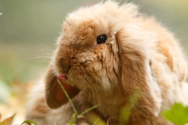 长毛垂耳兔怎么打理,垂耳兔只养一只好不好养