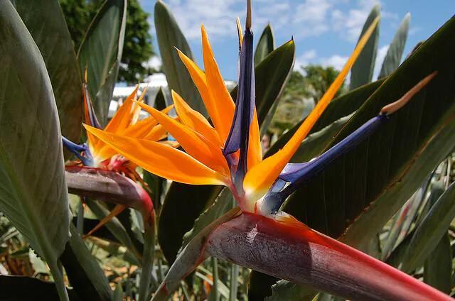 零零后女孩培育出世上最美的几种花，无论如何也要种上一朵