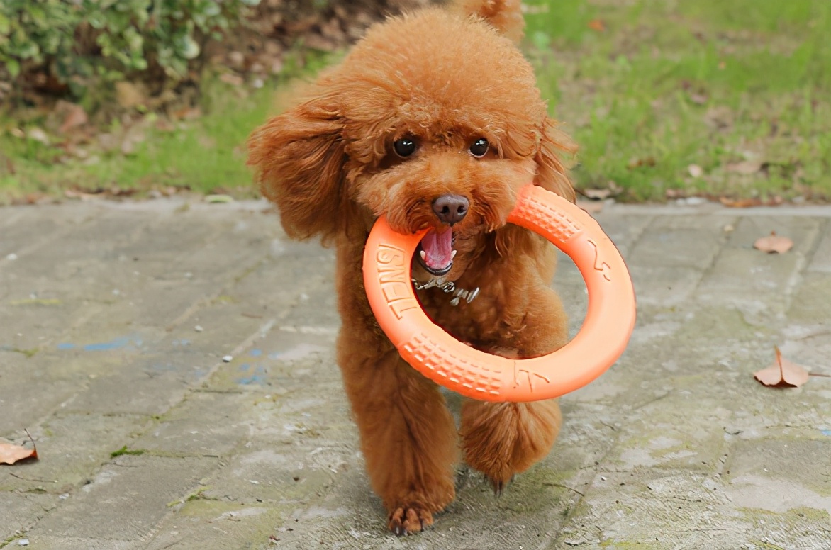 狗狗有跳蚤怎么办？这5个“妙招”，可以帮你搞定