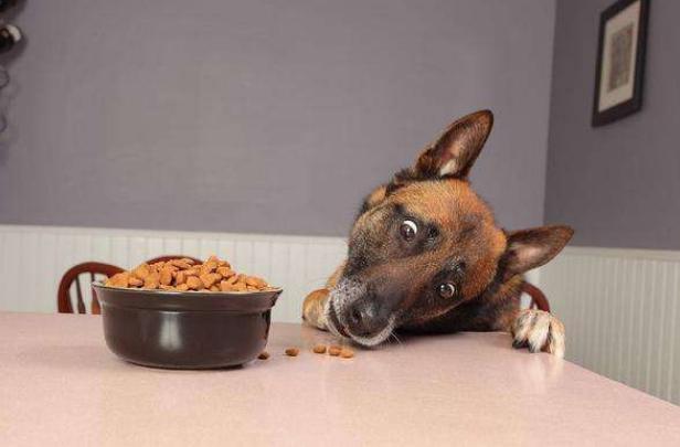 狗狗常发抖,狗狗最近经常发抖是什么原因