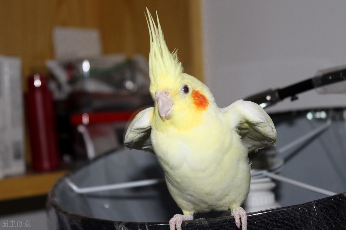 虎皮鹦鹉春天下蛋吗,鹦鹉下蛋繁殖需要什么条件