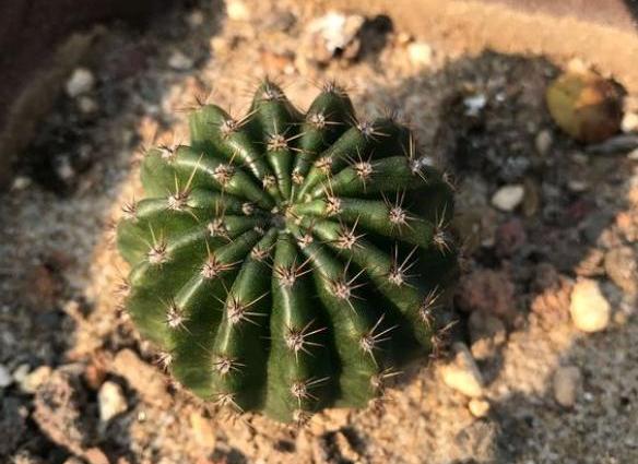 大的仙人球根烂了怎么补救,仙人球烂根的原因和解决方法