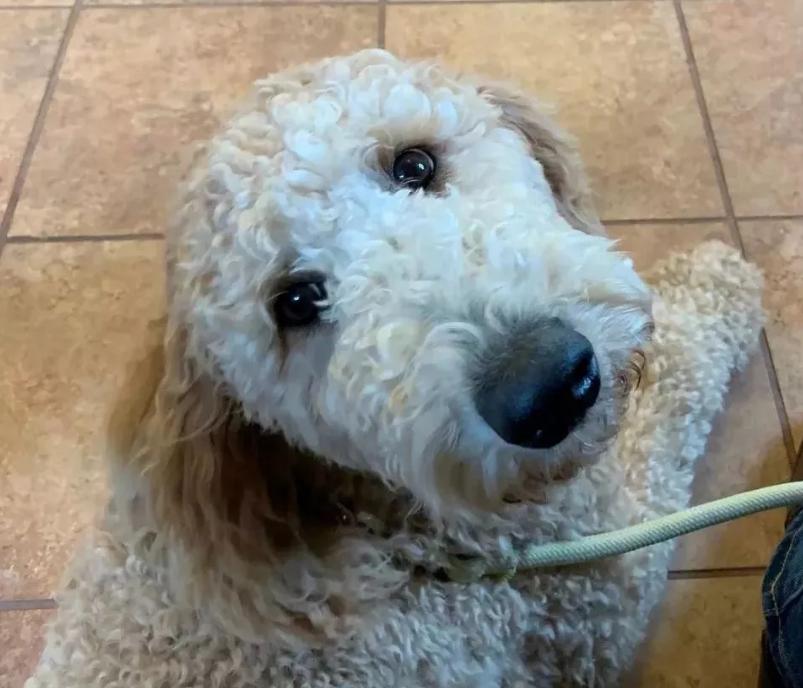 斗牛犬总吃不饱,斗牛犬为什么不爱动