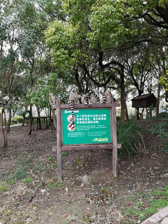 在上海迪士尼怎么玩比较快呢,在上海迪士尼玩一整天