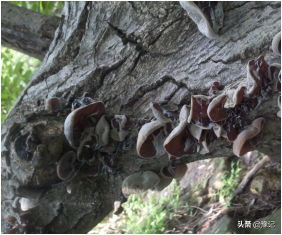 河南的香菇基地,河南香菇之乡是哪个县