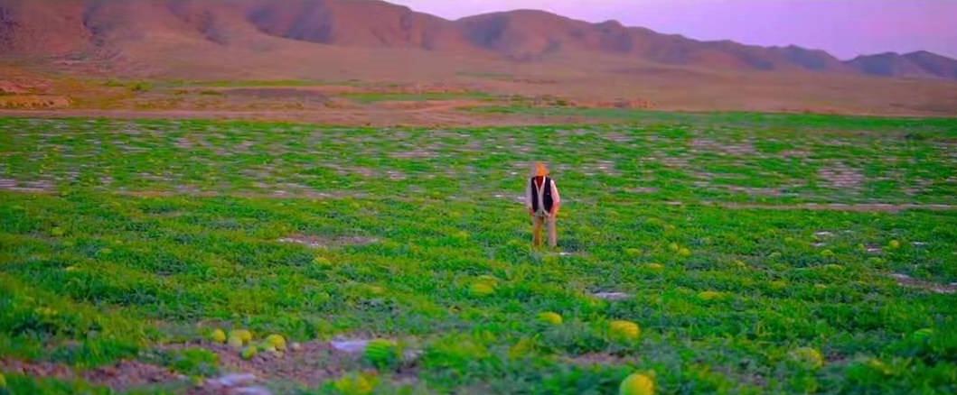 宁夏石头缝里种西瓜,宁夏农民石头地上种植西瓜的原因