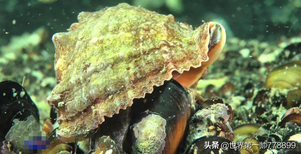 世界各国外来入侵生物,全世界最危险的物种入侵