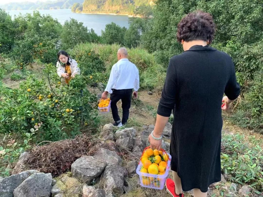 “blingbling”,黄得可爱的橘子可以从8月摘到来年2月!淳安中联村:临湖民宿处女地,甜甜蜜蜜看湖景