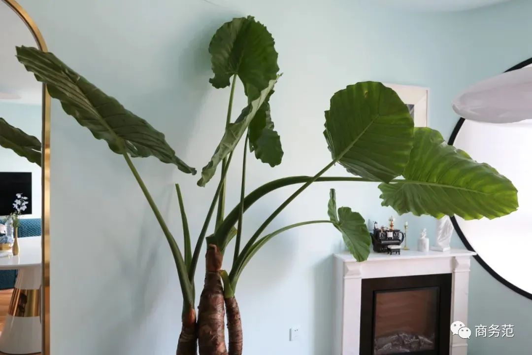 家具好物推荐排行第一名,最值得入手的10件家具好物